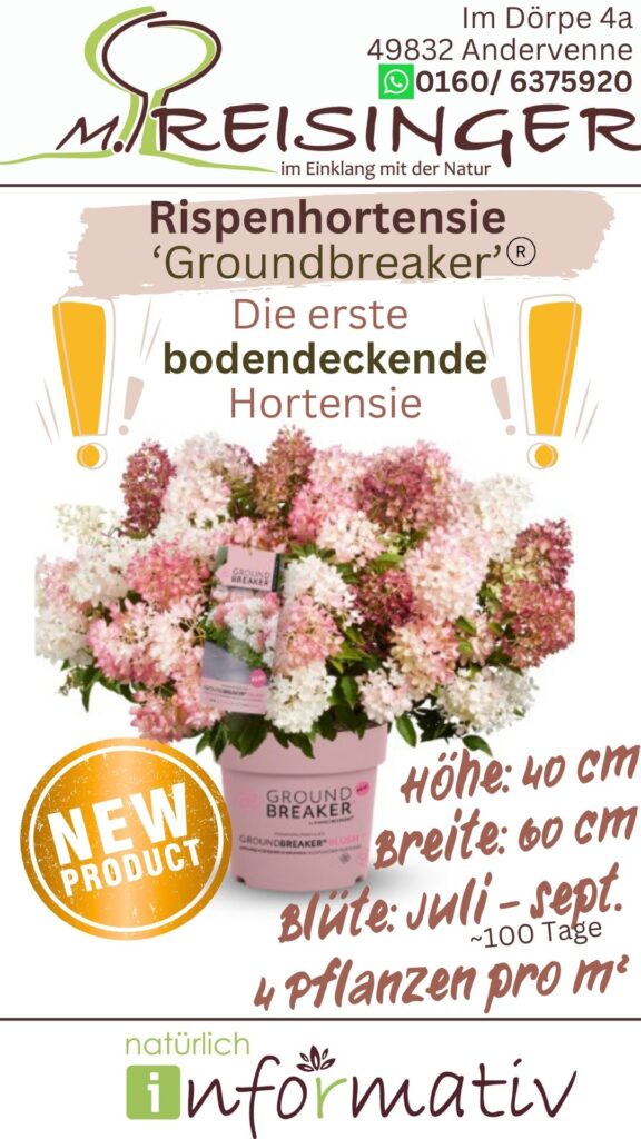 Die Rispenhortensie 'Groundbreaker' in einem pinken Topf, blühend in rosa und weißen Tönen, Höhe 40 cm, Breite 60 cm.