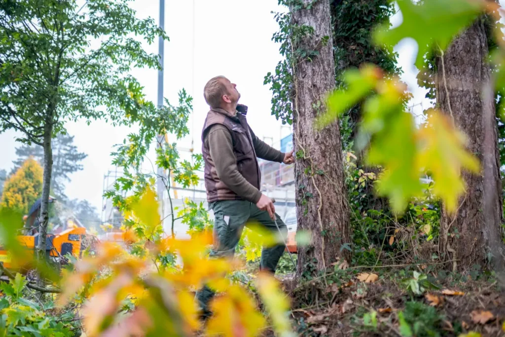 Ein Mann steht in einem herbstlichen Wald und betrachtet aufmerksam einen Baum, der mit Efeu bewachsen ist. Bunte Blätter umgeben ihn, während im Hintergrund eine Baustelle sichtbar ist.