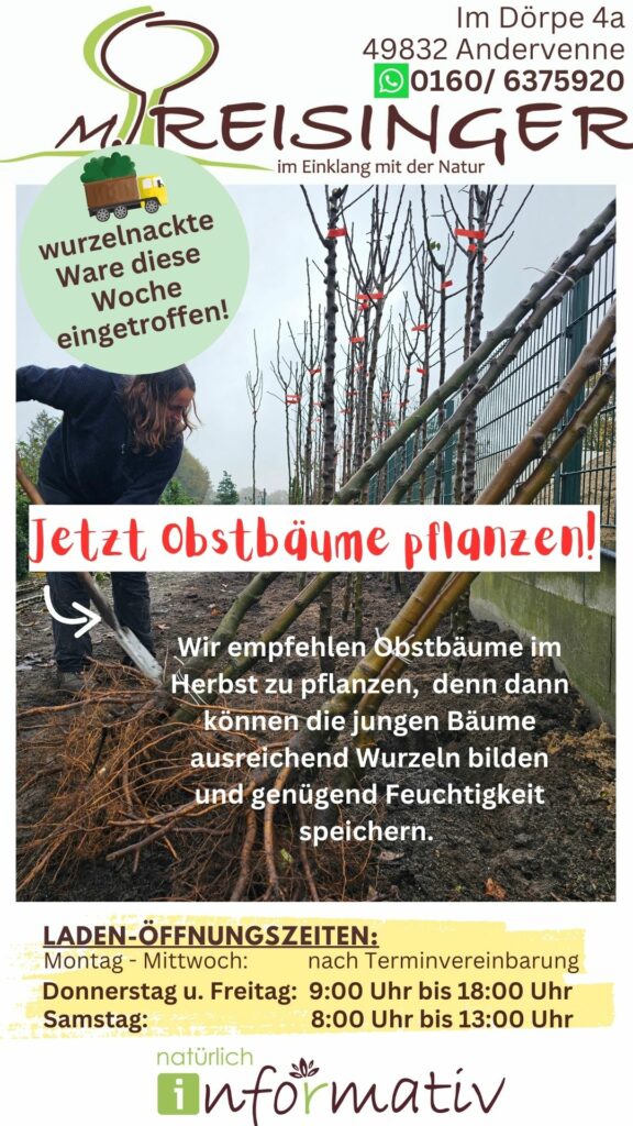 Ein Werbeplakat für einen Obstbaumverkauf zeigt eine Person, die mit einer Schaufel arbeitet, um wurzelnackte Obstbäume zu pflanzen. Im Hintergrund stehen mehrere Obstbäume, die mit roten Bändern markiert sind. Informationen über den Verkauf und die Öffnungszeiten sind ebenfalls zu sehen.