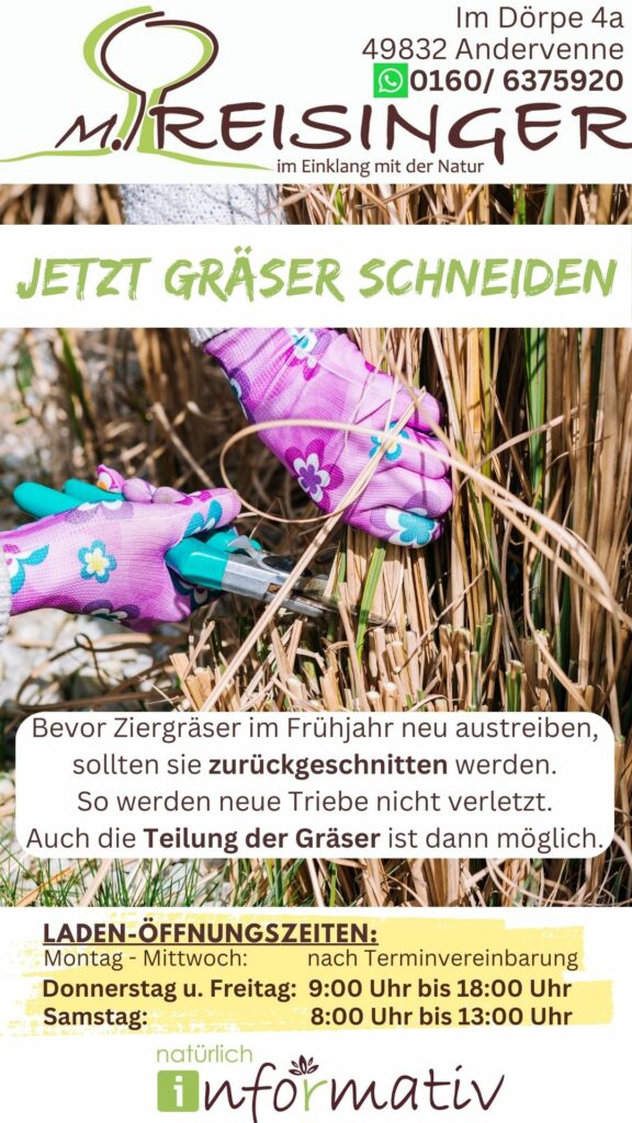 Naheaufnahme von Händen in bunten Gartenhandschuhen, die Gräser mit einer Gartenschneider schneiden; im Hintergrund sind trockene Halme zu sehen. Oben und unten Textinformationen über das Zurückschneiden von Ziergräsern und Öffnungszeiten eines Gartendienstes.