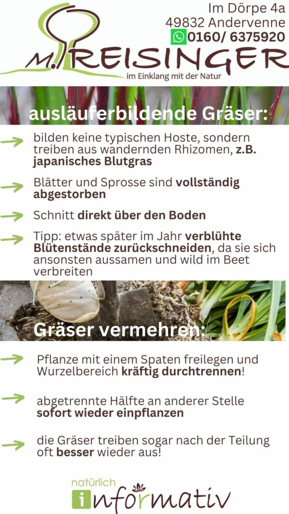 Ein Plakat über das Anpflanzen und Vermehren von Gräsern, mit Informationen über das japanische Blutgras, Tipps zur Pflege und den richtigen Schnitt sowie eine Anleitung zur Teilung und Neubepflanzung von Gräsern, alles in einem klaren, ansprechenden Layout mit Pflanzenbildern im Hintergrund.