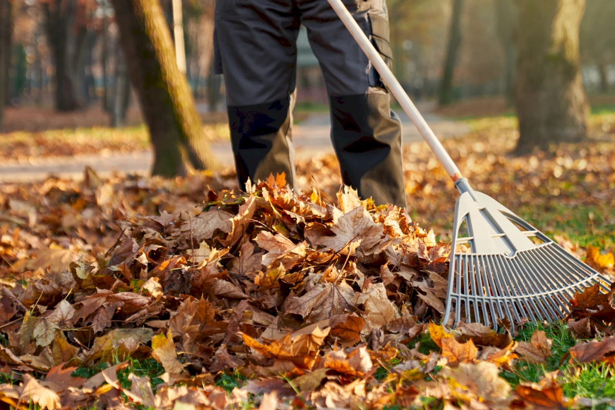 Eine Person mit einer Harke steht in einer Grünfläche über einem großen Haufen herabgefallener, brauner Blätter im Herbstlicht.