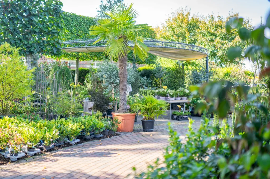 Gartenlandschaft mit einer großen Palmenpflanze in einem Terrakottatopf, umgeben von verschiedenen anderen Pflanzen und Sträuchern in Töpfen. Ein überdachter Bereich mit einem Gestell bietet Schatten, während die gepflasterte Fläche einen einladenden Weg durch die grüne Oase bildet.