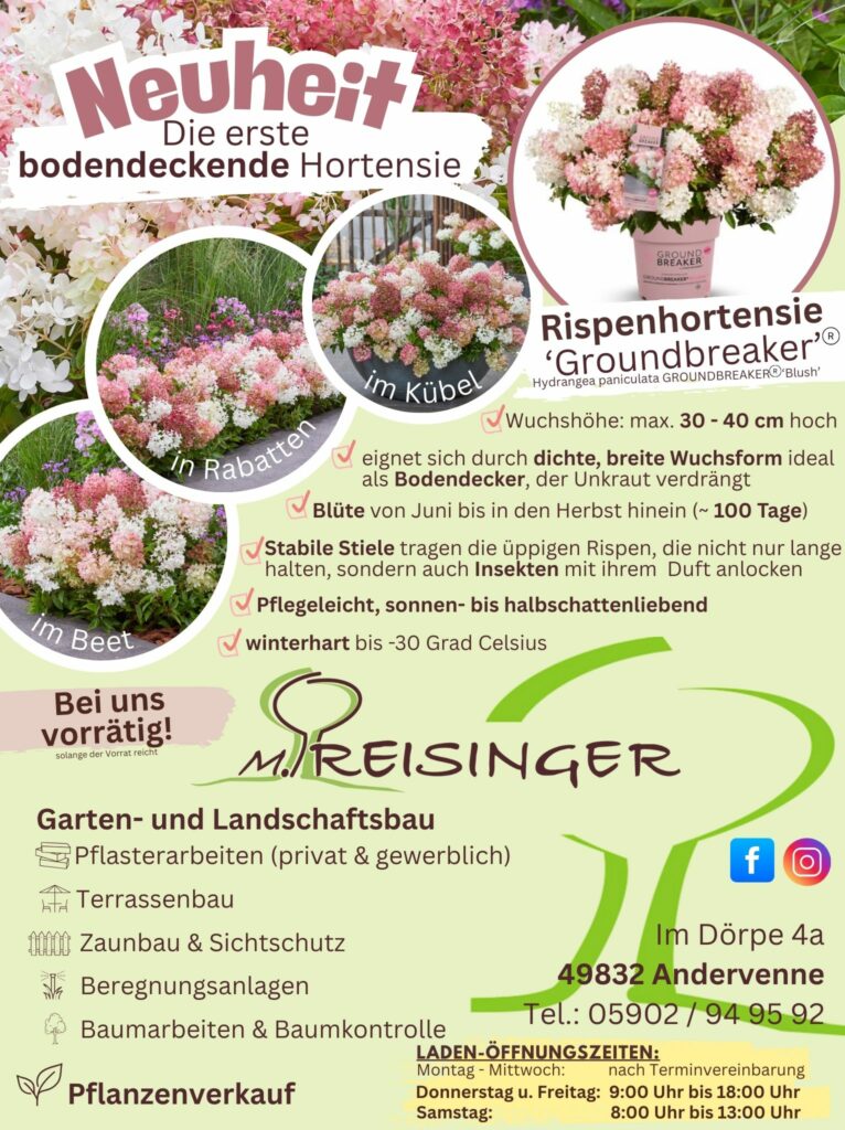 Ein Plakat, das die erste bodendeckende Hortensie 'Groundbreaker' vorstellt, mit Bildern von Pflanzen in verschiedenen Pflanzformaten (Beet, Kübel, Rabatten) und Beschreibung der Eigenschaften wie Blütezeit, Wuchshöhe und Bedienungsanleitung. Informationen über die Firma M. Reisinger, die Garten- und Landschaftsbau anbietet, sowie Öffnungszeiten und Kontaktdaten sind ebenfalls enthalten.